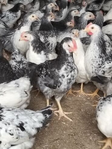 Hinduşka: Lider serebirist çolpalar 70 günlükdü çəkiləri — 2