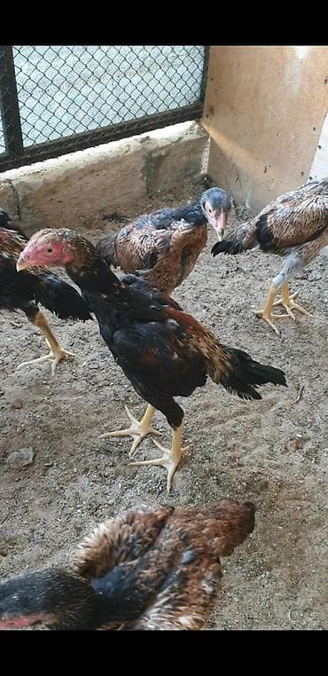 Kənd təsərrüfatı quşları: Təmiz alman qanı sarıbel Osaka şamo 3 aylıq beçələr, fərələr. Bir — 3