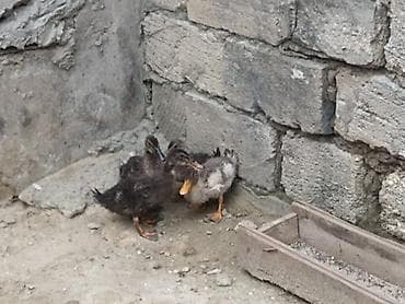 şabo xoruz: Salam şəkil diqqət ücndü 4 ədəd ördək balası satlır parterdə olar — 4