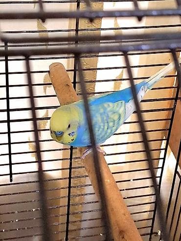 Quşlar: Tam saglam rainbow papuqay satilir. Erkekdi. Yetiskin qusdu. Rengin — 1