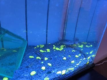 qızıl balıq akvarium: Papuqayçiq balığı bir ərkəy bir dişi barter var — 4