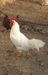 hinduska yumurtasi nece gune cixir: Toyuq, Damazlıq, Ödənişli çatdırılma — 2