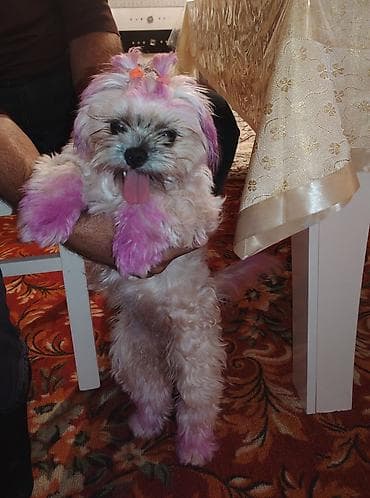 dekorativ daş: Şirin, kiçik ölçülü, uzun tüklü it - Cins: kiçik dekorativ tip — 3