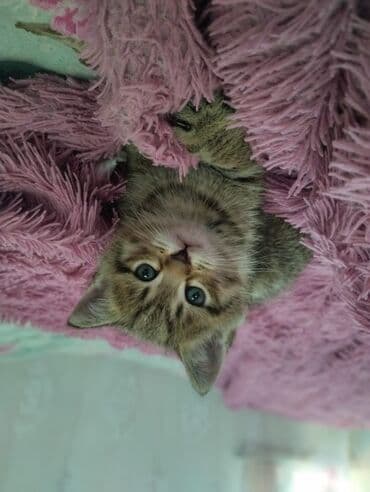 Tabbi, Yaxşı əllərə