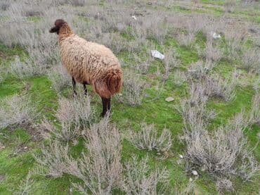 Inəklər, öküzlər: Dişi, Qala, il: 2, 75 kq, Damazlıq, Ünvandan götürmə — 1