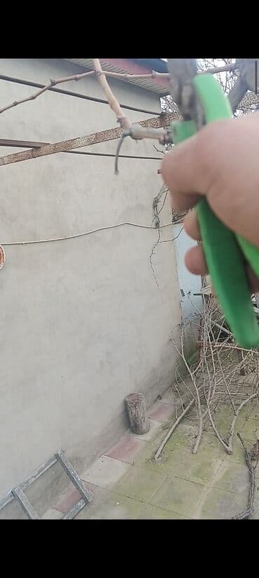 qızıl gül buketi: Baqlarda abadlik isleri — 3