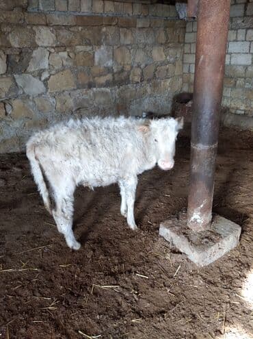 Dişi dana. 650 manat. ünvan: Qobustan rayonu. Qeyd: - Fotolar real