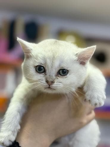 pişik satisi 2020: Şinşilla — 2