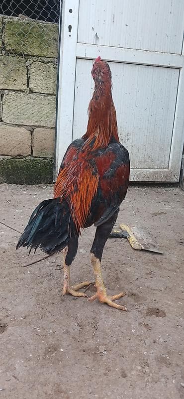 Xoruz, Yapon, il: 1, Ünvandan götürmə — 1