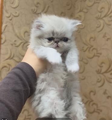 Akvariumlar: Fars — 1