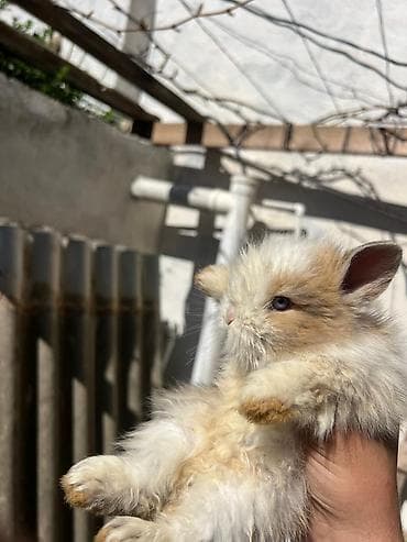 satlıq atlar: 1 aylıq çox şirin dovşan satılır 🐰✨ Tam sağlamdır, çox sakit və — 5