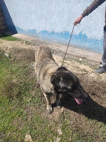 erkek it adlari: Erkek — 3