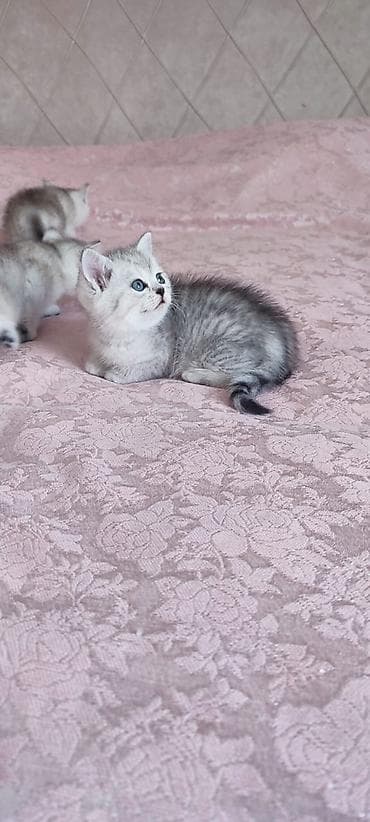 Pişiklər: Britan — 8