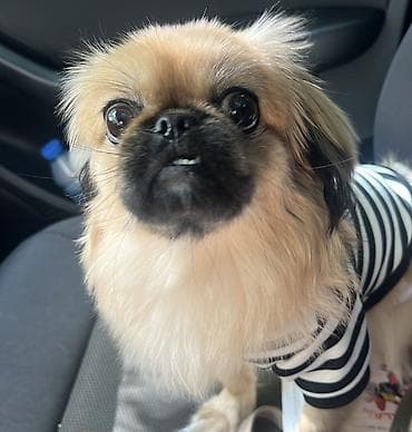 İtlər: 1 yaş — 1