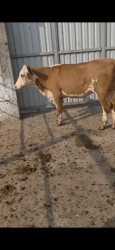 Кошки: Simental xanlar 2 eded dişi 4 ayı keçiblər damazlıq heyvandarlıq üçün — 6