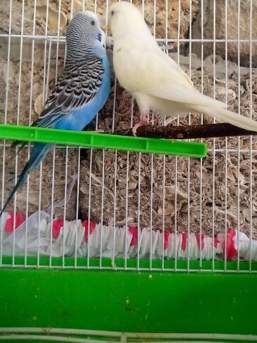 heyvan sahibləndirmə: Hazir cüt qəfəslə — 7