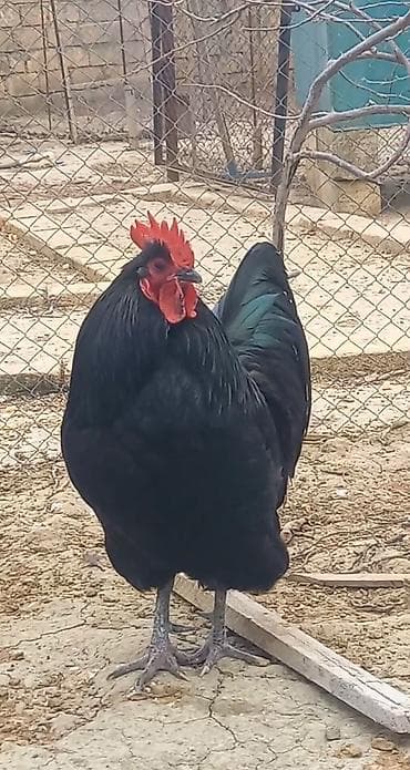 brahma toyuqları: Toyuq, Damazlıq — 2