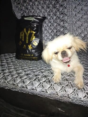 it qiz: Pekines — 1