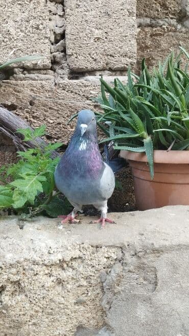 satiliq inekler: Goy Erkəy Satılır (WhatsApp işləyir) — 2