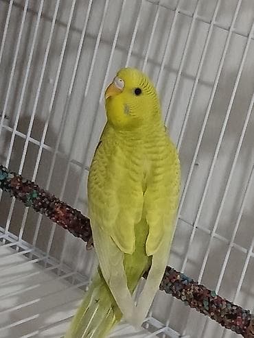 it qovan aparat: Papuqay tutu quwu satiram cutdu yumurtalamaga hazirlawirlar. spenqil — 5