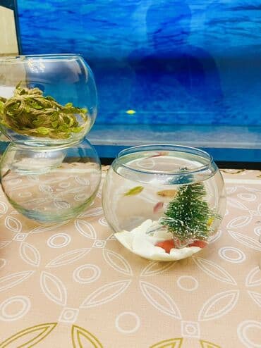 yumru akvaryum: Yumru akvarium+daşı+dekoru+matorsuz qalan 2 balıq — 2