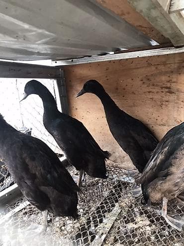 Satlıq ördəklər – Hind qağayısı tipli, incəboyun, uzun bədənli, qara