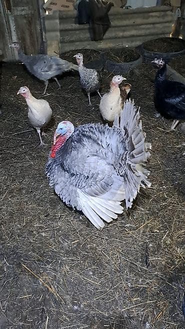 keci seki: Hinduşka sürüsü satılır – müxtəlif rəng və ölçülərdə. Şəkillərdə həm — 2