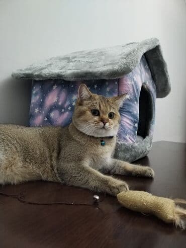 pişik cütleşdirmek: Qızıl şinşilla, Erkək, Cütləşmə üçün — 2