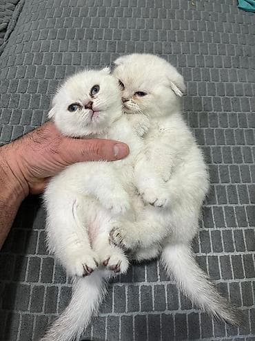 labrador iti satilir: Şotland yastı qulaq — 1