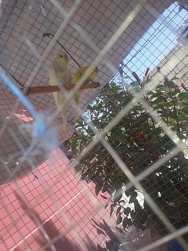 ev heyvanları it: Sabirabada papuqay satlır 60azın — 1