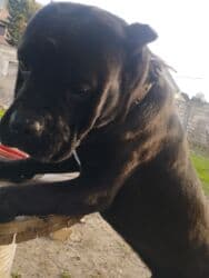 İtlər: Kane-Korso, Erkek — 7