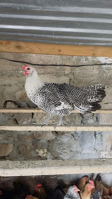 qaz toyuq: Toyuq, Yumurtalıq — 2