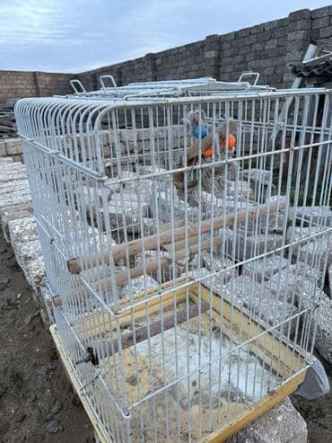 Daewoo: Quş qəfəsi - Material: metal barmaqlıqlar, plastik altlıq - Rəng: ağ — 5