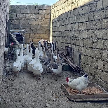 qaz balari: Qaz və toyuq sürüsü - Növ: qarışıq qaz sürüsü (ağ və boz-rəngli) + — 1