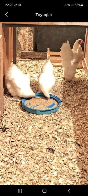 Toyuq, Brama, Yumurtalıq