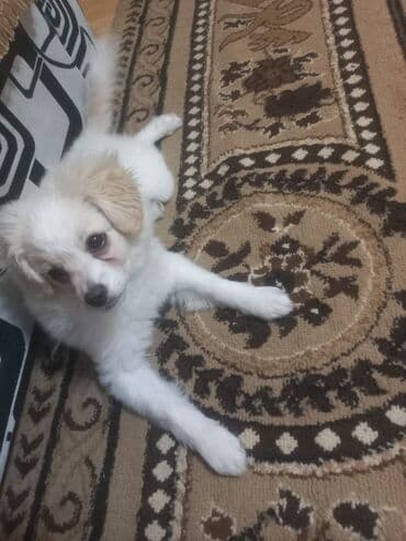 avcarka balası: Sevimli balaca it – ağ rəngli, krem qulaqlı, uzun tüklü və yumşaq xəzə — 1