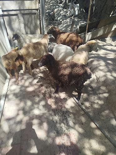 qurbanliq qoc: Qoyun və quzu sürüsü - Növ: Yerli ətlik/yunlu qoyunlar və quzular - — 3