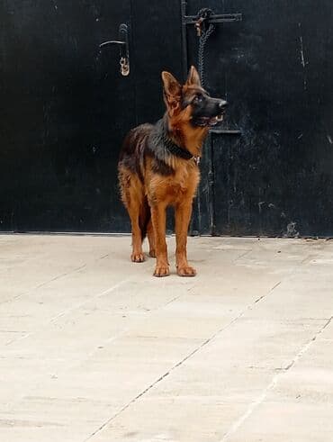 vəhşi itlər: Alman çoban iti, 1 il, Dişi, Peyvəndli — 6