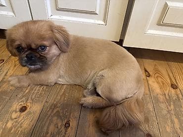 itlerin sekilleri: Pekines, 1 il, Erkek, Peyvəndli — 4