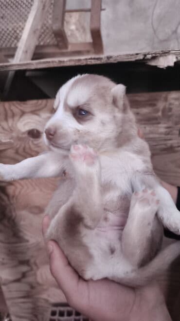 xaski iti satisi: Xaski, Peyvəndli — 4