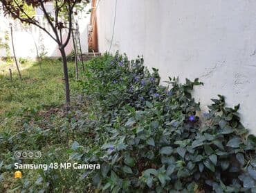 купить дачу в вишневке в баку: 110 м², 3 комнаты, Без бассейна, Канализация, Комби, Газ — 16