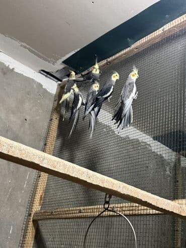 qara baş quşlar: Karellalar satilir qiymet 1 denesi 50 manat 055 555 50 48 — 3