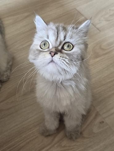 heyvanlar pişik: Britan, Dişi, Yaxşı əllərə, Ünvandan götürmə — 1