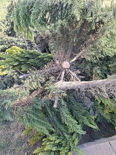 пищевой бак пластиковый 300 литров: Məhsul: Kəsilmiş ağac gövdələri və budaqları Təsvir: - Böyük — 9