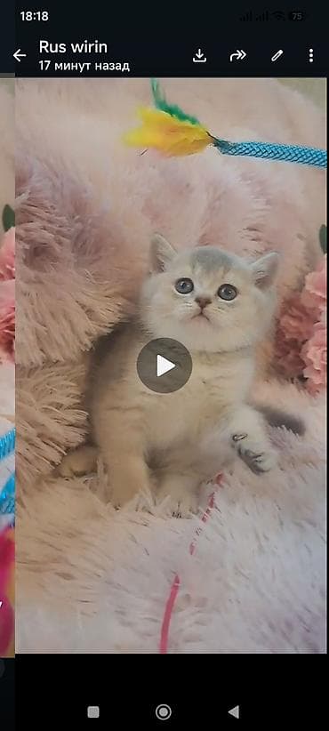 pişik cins: Şotland, Erkək, Dişi — 1