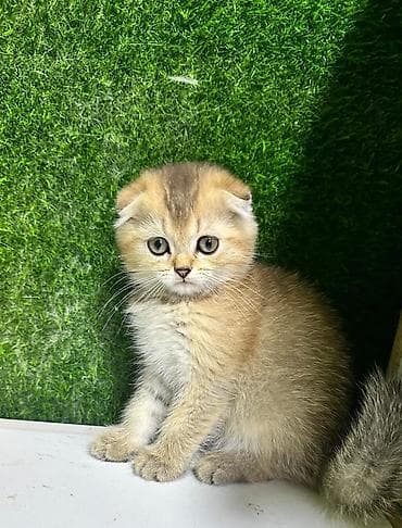 Quşlar: Şotland — 8