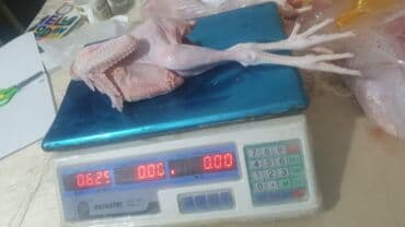 Коровы, быки: Məhsul: Təmizlənmiş çolpalar başsız, içalatı çıxarılmış), ayaqları ilə — 2