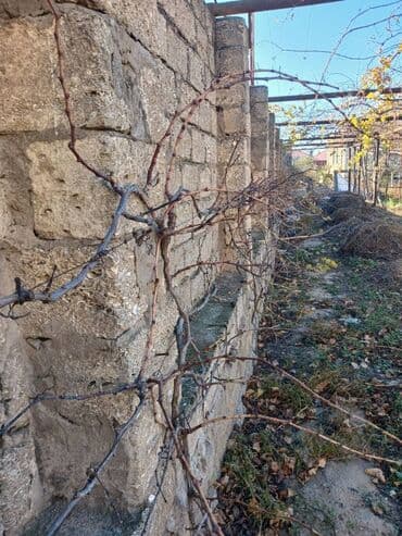 üzüm ağacı: Üzüm Ağacları Satılır Öz həyətimizin Məhsullarıdı Hər cur Növdə Üzüm — 6