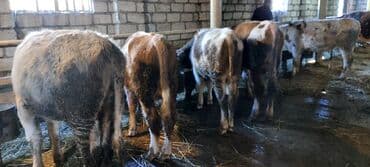 Salam.4 bas erkey 1 Dışı cemi 5 bas.esil bordaq mallaridi.diri