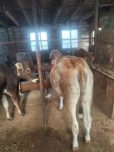 pitbul satisi: Satılır: cins danalar dişi danalar kom satılır alverçi malı deyil — 5
